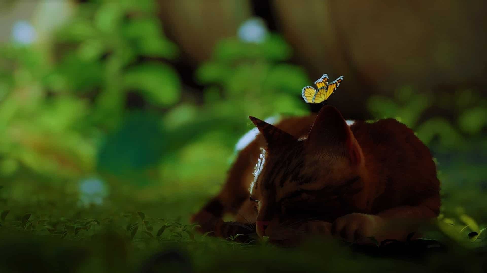 Stray will finally wander into the Xbox on August 10