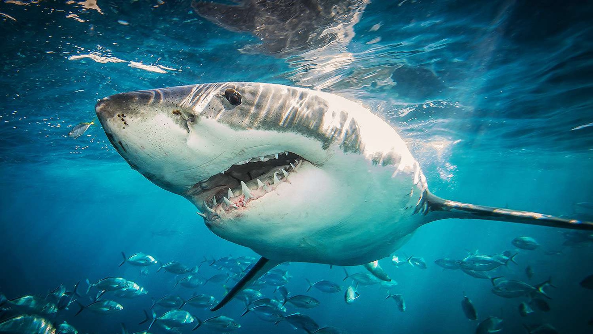 Many are taking offense to Sony's lack of remorse in its statement.