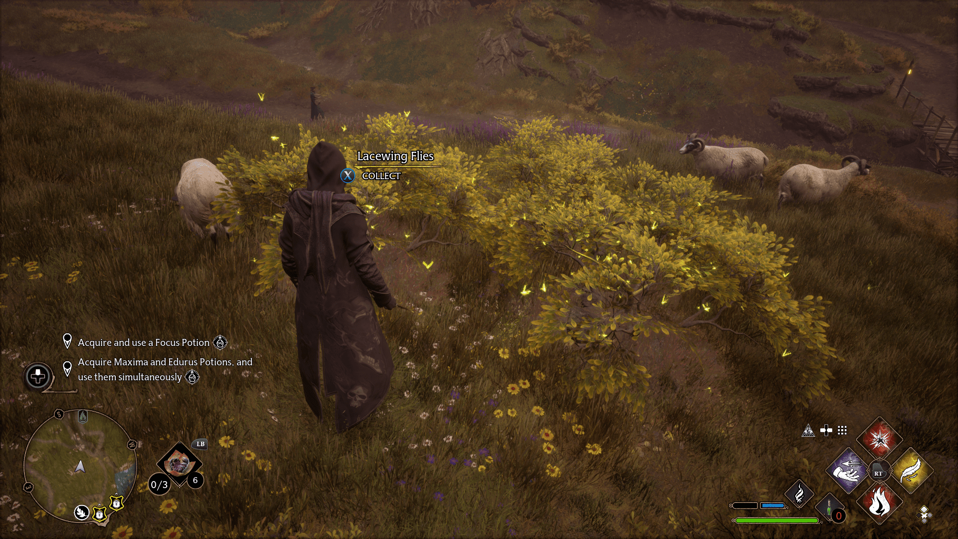 Focus Potion Guide Hl