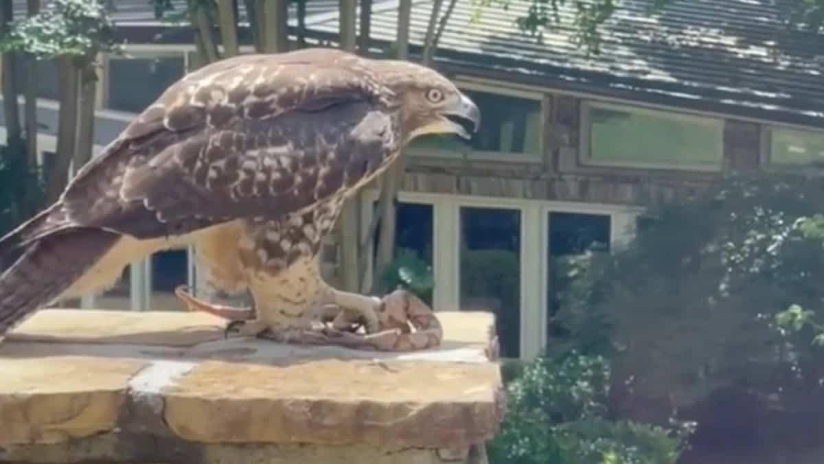 The Rock Referees Intense Deathmatch Between Hawk And Snake