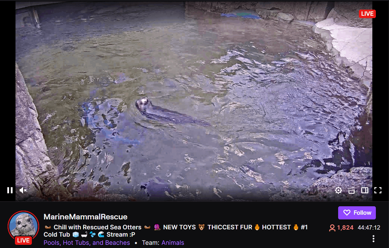 Twitch Launches Hot Tub Category; Gets Monkeys And Geralt Instead Of Softcore