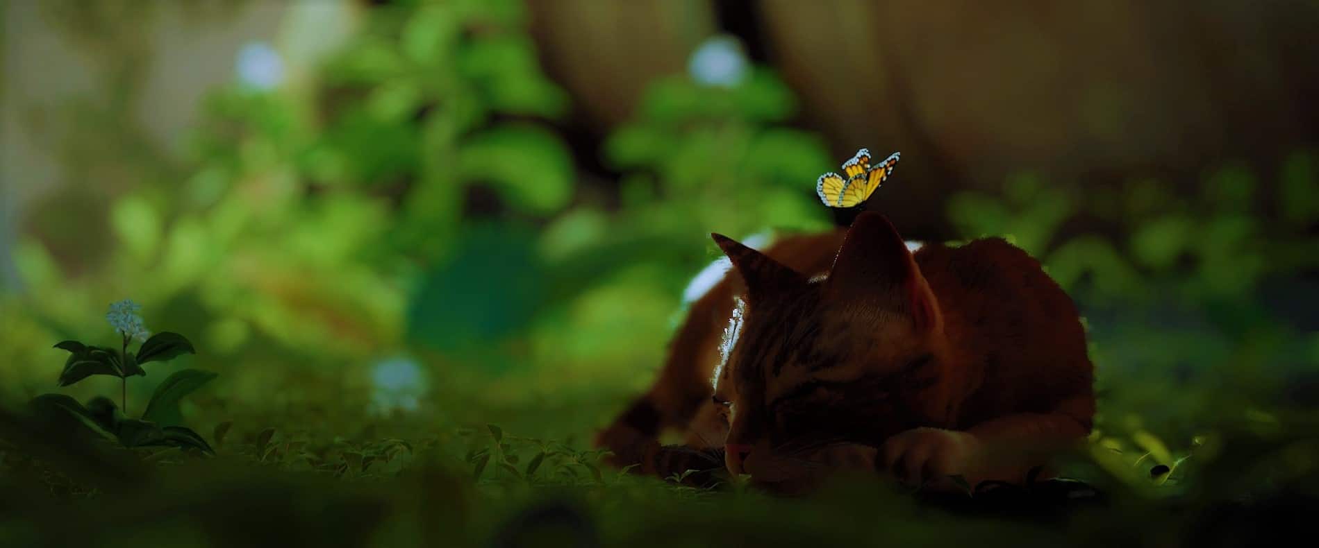 Is Stray finally coming to Xbox platforms?